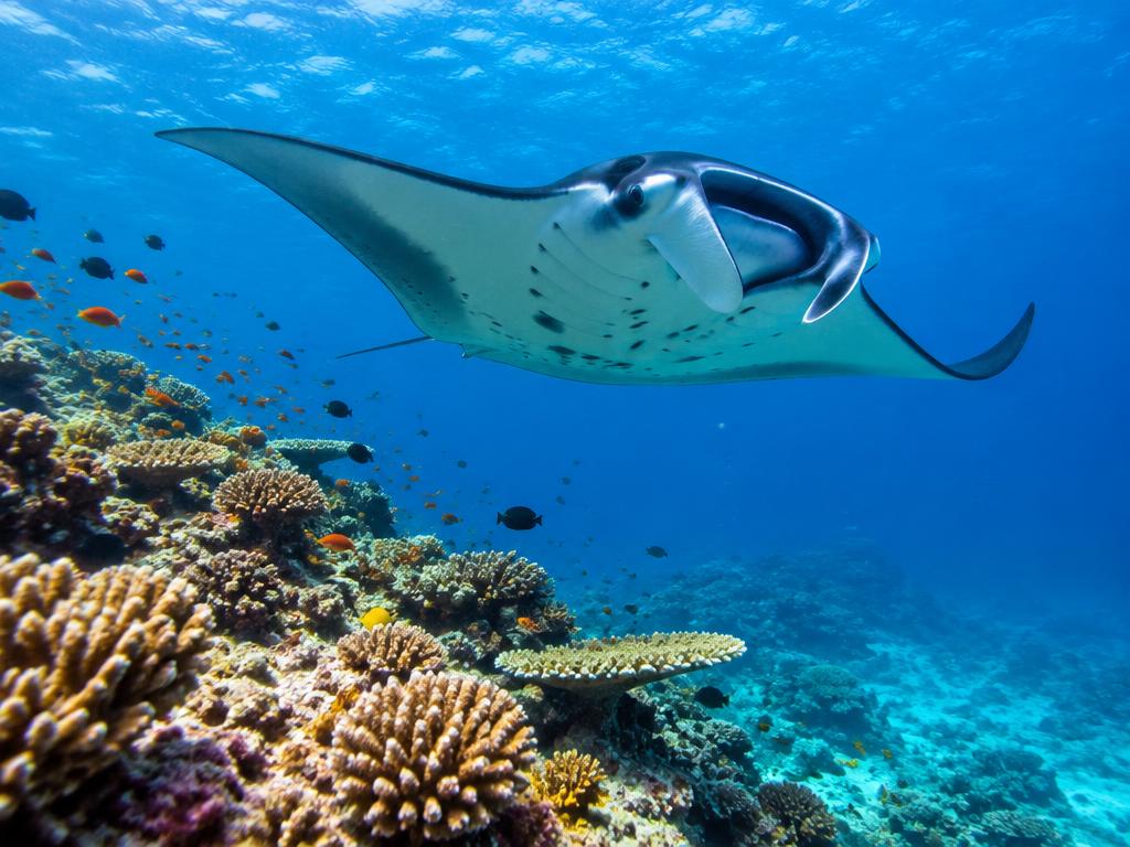 Coral reef life in the Maldives